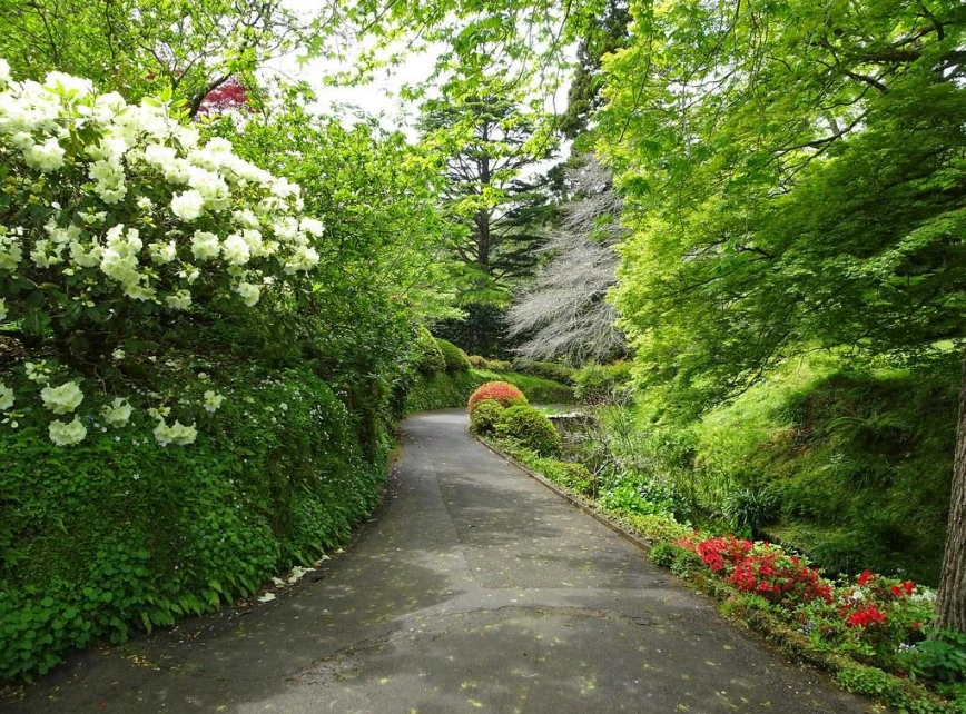 A path in the middle of a garden